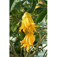 Árbol Mano de Buda- Citrus Medica